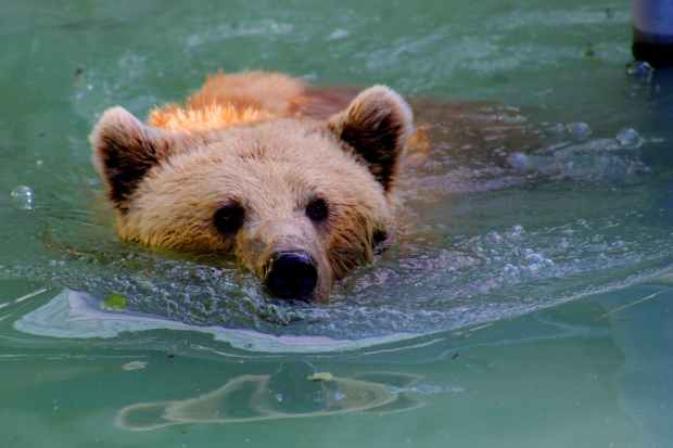 adorable animal animal photography bear